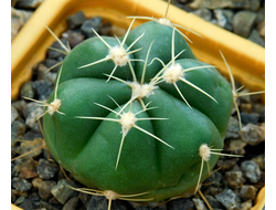 Gymnocalycium horstii HU 79 (D=30-40мм)