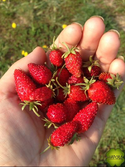 ЗЕМЛЯНИКА "БАРОН СОЛЕМАХЕР" (БЕЗУСАЯ, СЛАДКАЯ И АРОМАТНАЯ) (САЖЕНЕЦ В ГОРШКЕ)