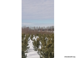 Кедр - фото в питомнике 11 - красовский-сад.рф