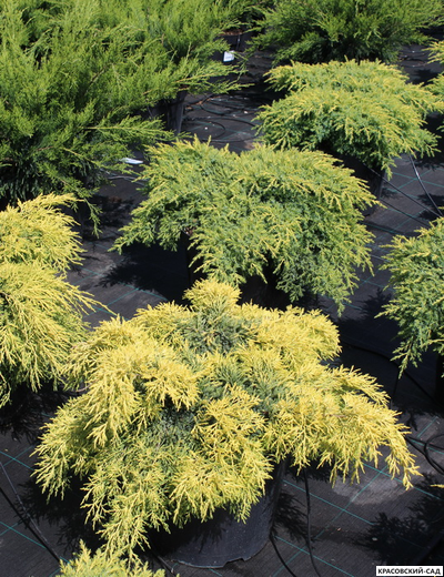 Можжевельник Кинг оф Спринг - King of Spring