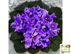 МТ-XXL Эльф (М. Тотиева) 2022 г.