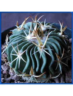 Echinofossulocactus tricuspidatus