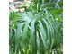 Нагармота, циперус, сыть (Cyperus scariosus) 1 г - 100% натуральное эфирное масло