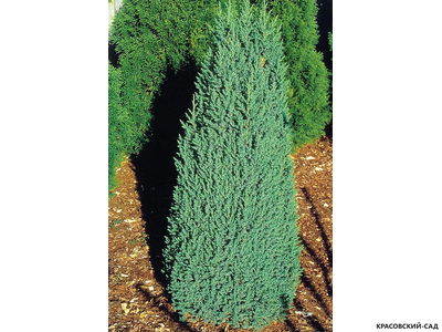 Можжевельник китайский Стрикта - Stricta