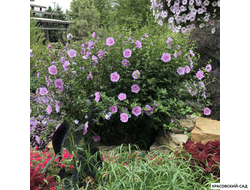 Гибискус Лавендер Шифон - Lavender Chiffon