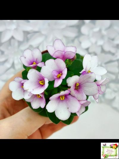 ЛЕ-Колибри (Е. Лебецкая) (3 листа посажены в 1 стак. 20.10.25)