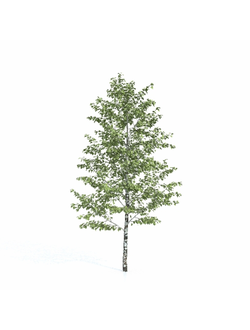 лиственные Береза 010