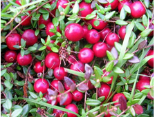 Клюква крупноплодная Пилигрим   2х летка