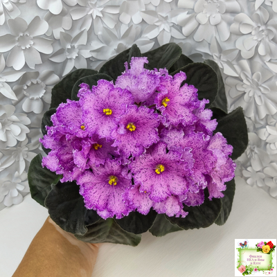 АВ-Самый Сок (Фиалковод) 2022 г.