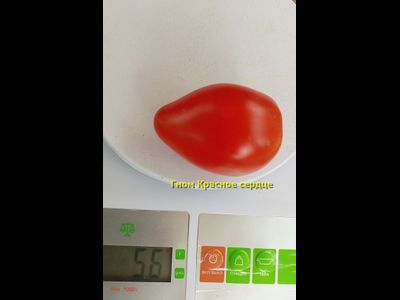 Томат Гном Красное сердце, (Dwarf Red Heart)