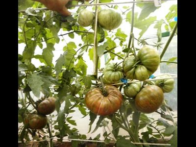 Томат Ананасовая зебра (Pineapple zebra)