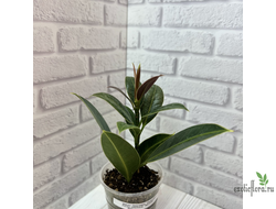 27/07/2025 Ficus elastica cv. 'Melany' / фикус мелани