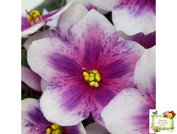 Dn-Райська Насолода (Д.Денисенко) химера (стартер сорт)