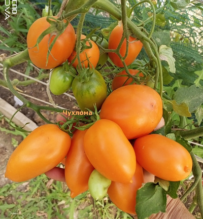 Томат Чухлома