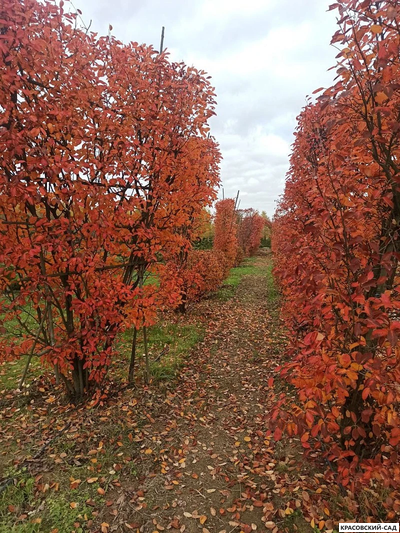Топиар клён Гиннала в форме шпалеры