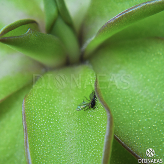 Pinguicula Seductora