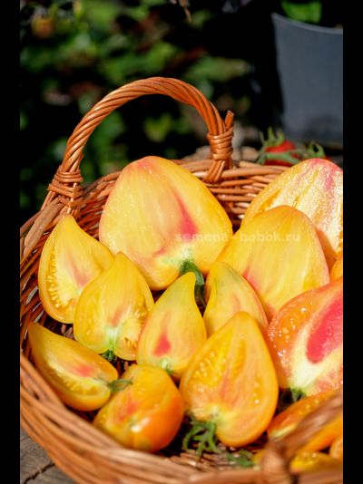 Томат Апельсиновое Манго, 10 шт