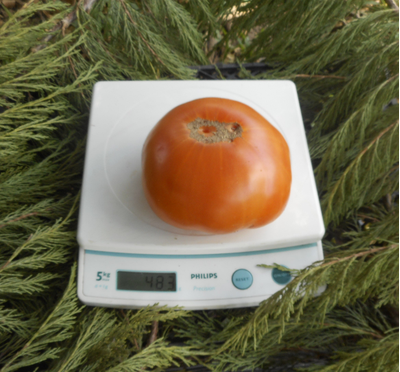 Томат Гавайский ананас (Hawaiian Pineapple)