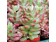 Sedum Rubrotinctum Aurora