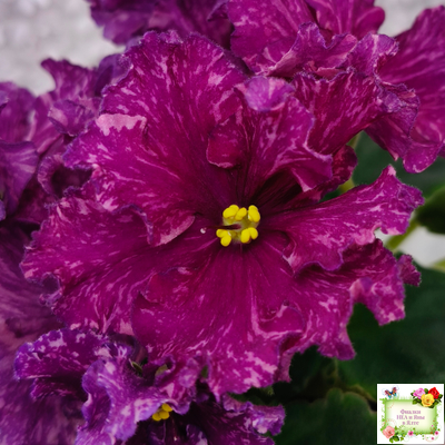 АВ-Тайны Востока (Фиалковод) 2022 г. (детка)