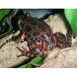 Кассина пятнистая (Kassina maculata)