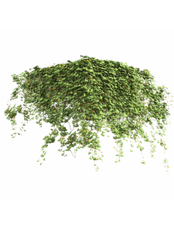 Вьющиеся растения, плющи