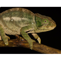 Calumma ambreense (Calumma ambreense)