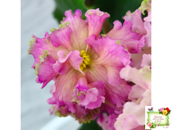 ЕК-Линжери (Е. Коршунова) 2021 г.