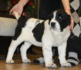 Сука №3. ГЕЛИН (Белая с черным). ПРОДАНА