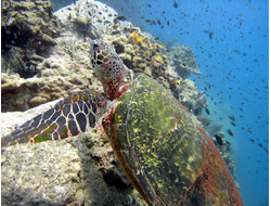 Купить греющую картину с фото морская черепаха