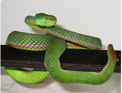 Куфия Гумпрехта(Trimeresurus gumprechti)