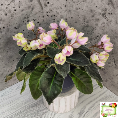 ЛЕ-Ландыши (Е. Лебецкая) 2020 г. (пестролистный лонг)