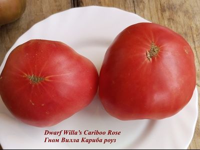 Томат Роза Виллы Карибу (Dwarf Willa’s Cariboo Rose)