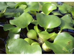 Водный гиацинт — Эйхорния