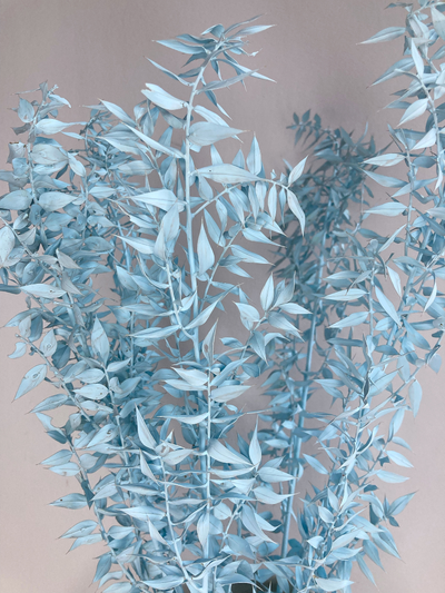 Иглица голубая