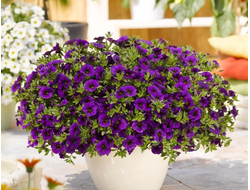 Калибрахоа гибридная Aloha Kona Midnight blue, p9