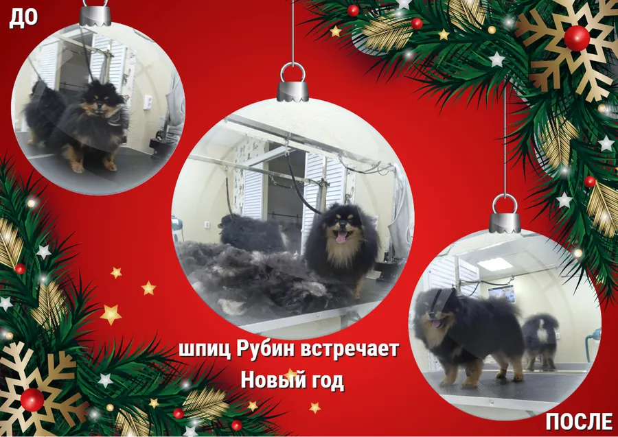Шпиц РУБИН