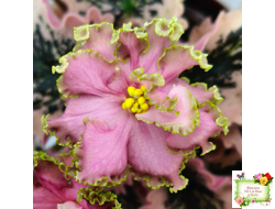 МТ-Пески Времени (М. Тотиева) 2022 г.