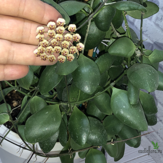Hoya Incurvula ( Hoya Brevialata)