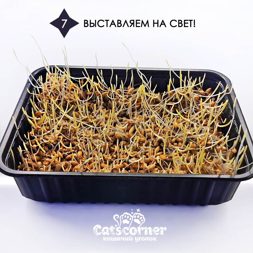 Трава для кошки дома, инструкция по выращиванию. Шаг 7 - ставим короб с пророщенной травой на свет.