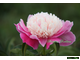 Paeonia Cora Stubbs (Кора Стаббс)