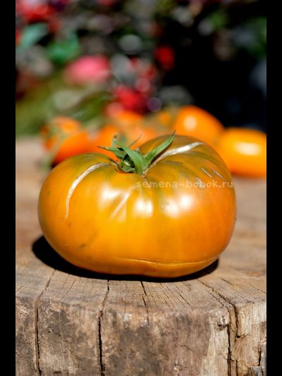 Томат Dwarf Uluru Ochre (Гном Улуру Охра), 10 шт