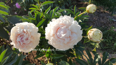 Пион Solange (Соланж)