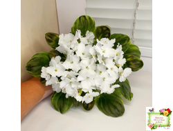 OS-Джунгарик (С.Осипова) (сортовой стартер)