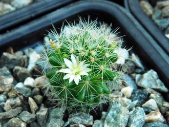 Mammillaria anniana (семена)