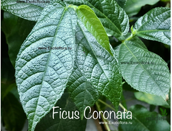 Ficus Coronata / фикус Короната