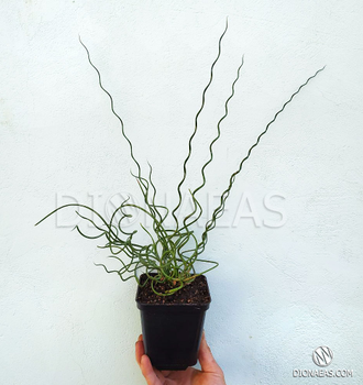 Juncus Spiralis