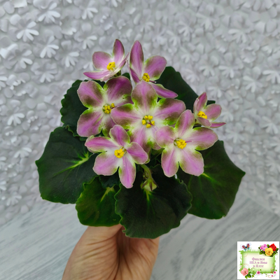 RIV-Амнезия (И. Растегаева) 2024 г. (лист посажен 05.11.25)