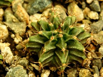 Gymnocalycium mihanovichii GN 1092 (D=25-30 mm)