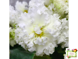 АВ-Легенда о Золотой Луне (Фиалковод) 2023 г.